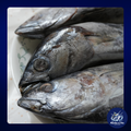 Tambakol (Yellowfin/Skipjack Tuna)